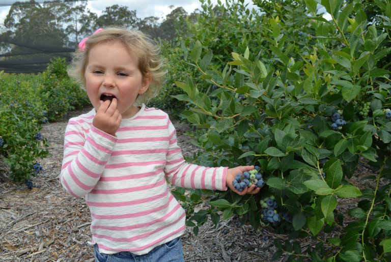 Em-blueberries-smaller-768x515