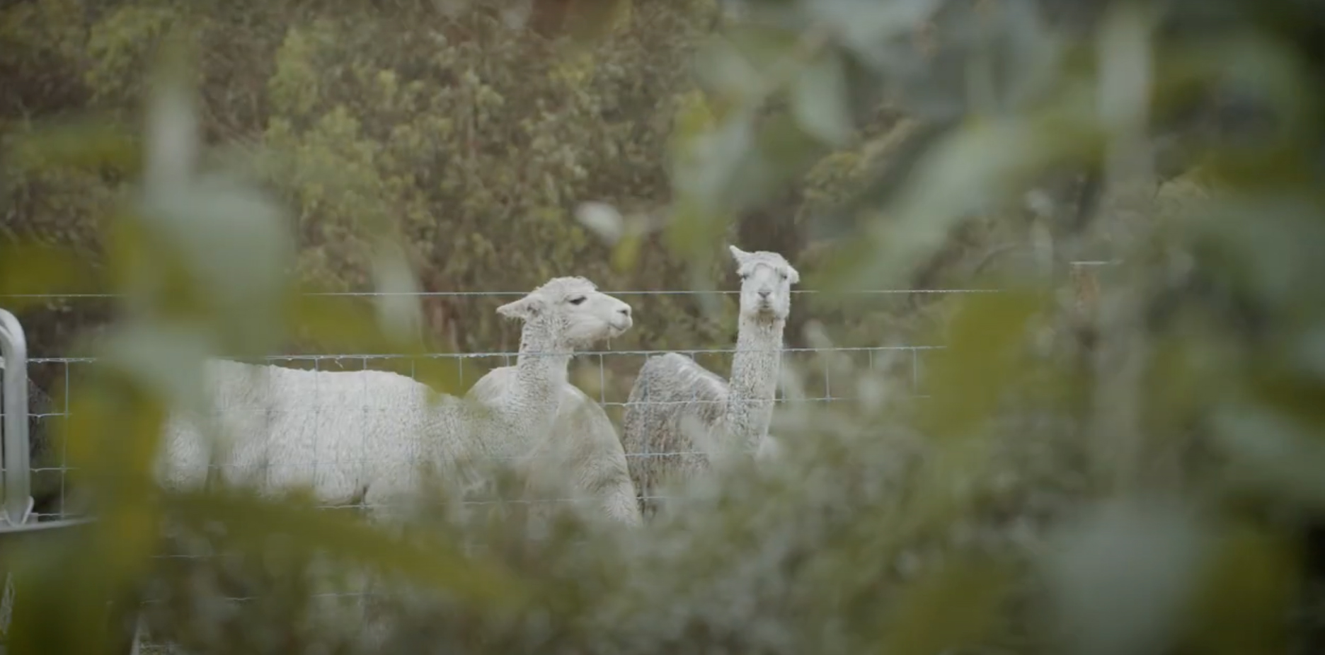 Gorge-chocolates-alpacas