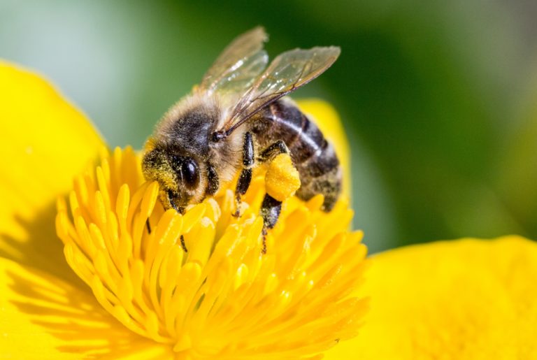 Pollinating-bee-1494518889o0p-1-768x515