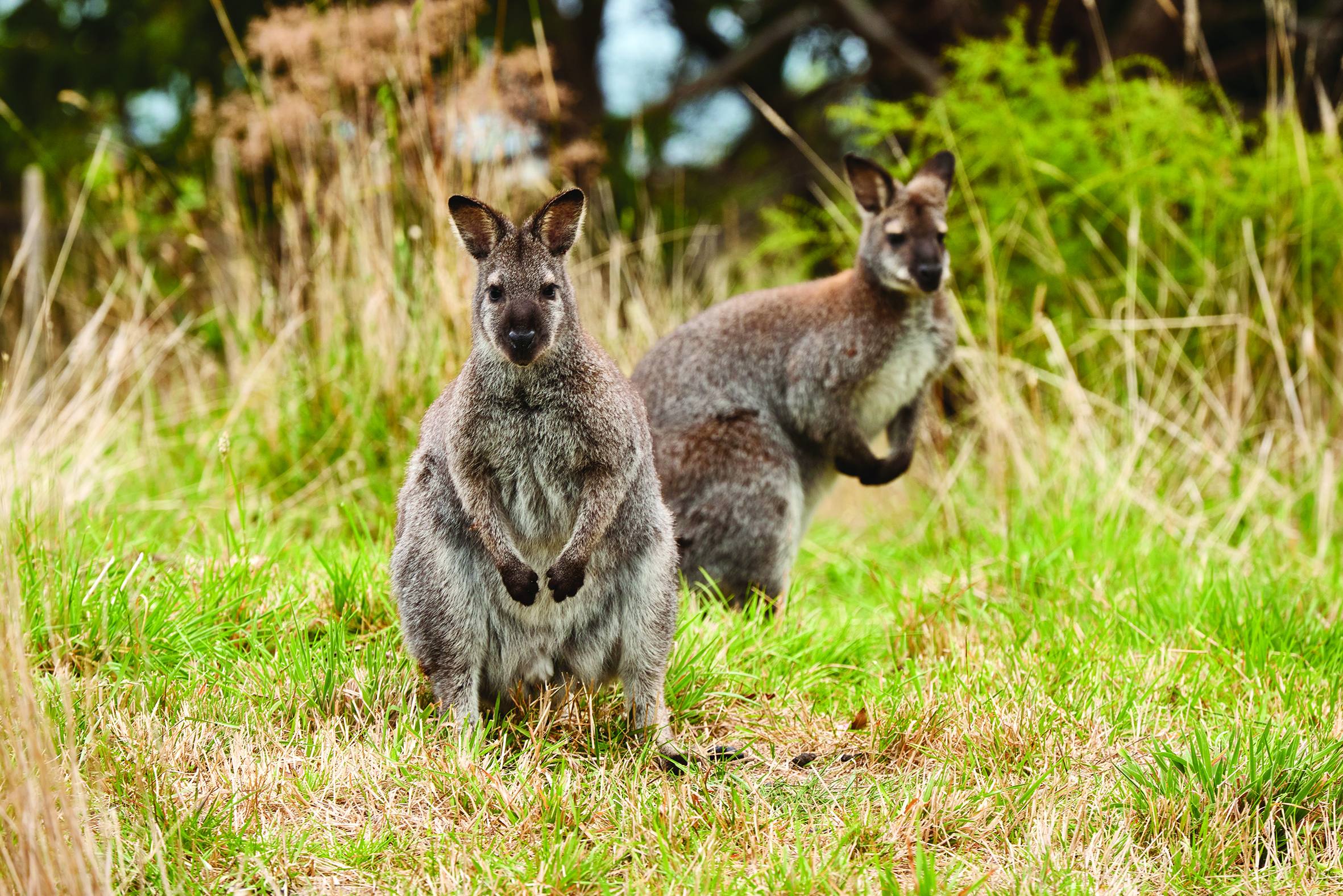 Tourism Australia Wildlife Wonders