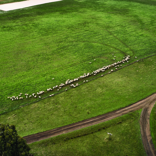 ©cmcconville Tarndwarncoort June2022 093 Lr